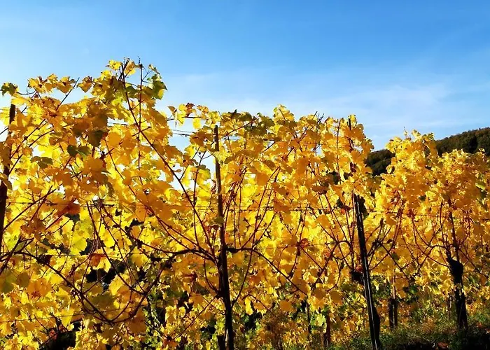 Ambiente * 클로텐